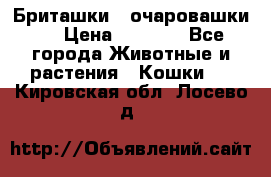Бриташки - очаровашки.  › Цена ­ 3 000 - Все города Животные и растения » Кошки   . Кировская обл.,Лосево д.